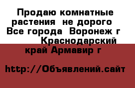 Продаю комнатные растения  не дорого - Все города, Воронеж г.  »    . Краснодарский край,Армавир г.